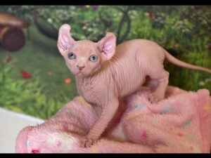 SUPER stunning female Sphynx kitten