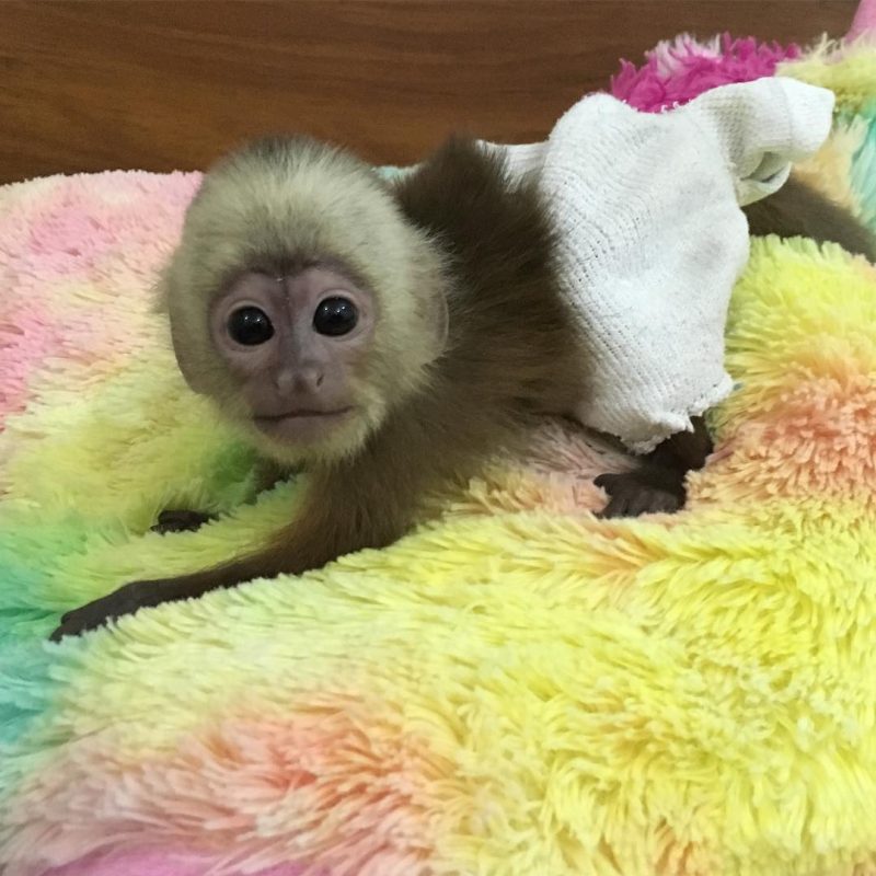 Female White Face Capuchin Monkey Exotic Pets 4 Sale   14350890 1202750873147327 5018273615808823296 N 800x800 