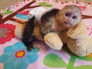 Monkeys For Sale 2024 | Where Can I Buy A Monkey