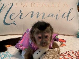 Capuchin Monkey For Sale Monkey For Sale