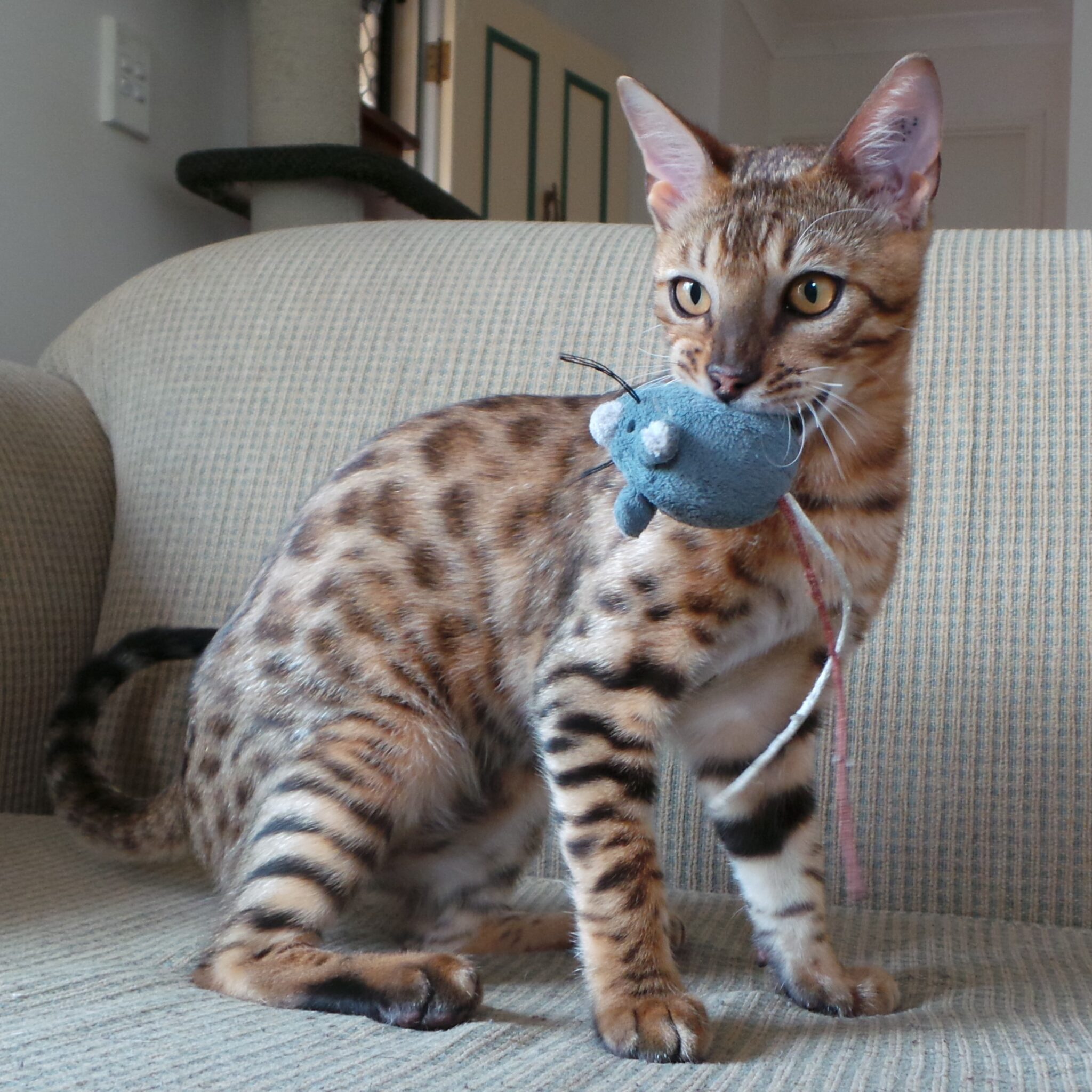 Tica Registered Bengal Kittens - Bengal kittens for adoption ...