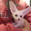 Fennec Foxes Available