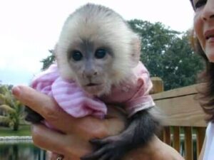 macaque monkeys java