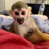 Female Squirrel Monkey For Sale