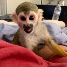 squirrel monkey stuffed animal