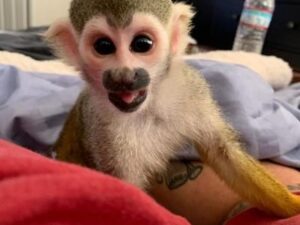Capuchin Monkey For Sale Monkey For Sale